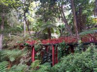 Märchenhaft, dschungelartig und an manchen Stellen asiatisch - der tropische Garten von Monte