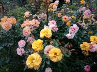 Im Rosengarten Arco de Sao Jorge