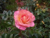 Im Rosengarten Arco de Sao Jorge