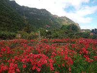 Im Rosengarten Arco de Sao Jorge