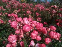 Im Rosengarten Arco de Sao Jorge