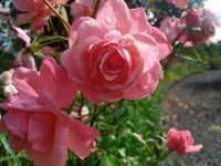 Im Rosengarten Arco de Sao Jorge