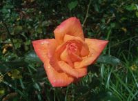 Im Rosengarten Arco de Sao Jorge