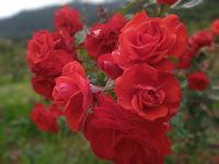 Im Rosengarten Arco de Sao Jorge