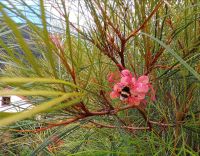 Wie heißt diese Pflanze?