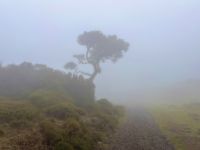 Madeira - Wanderung Fanal