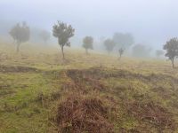 Madeira - Wanderung Fanal