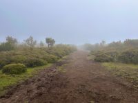 Madeira - Wanderung Fanal
