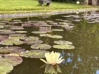 Madeira - Blandy`s Garten