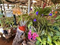 Madeira - Orchideengarten 