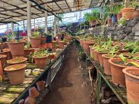 Madeira - Orchideengarten