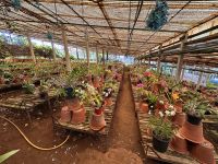 Madeira - Orchideengarten