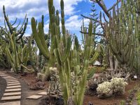Madeira - Funchal, Botanischer Garten