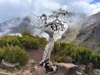 Madeira - Wanderung zum Pico do Ruivo
