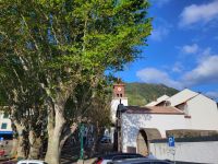 Blick auf Platanen und Kirche/Machico/Madeira