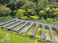 Forellenzucht/Ribeiro Frio/Madeira