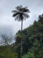 Baumfarn/Ribeiro Frio/Madeira