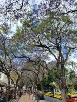 Jacaranda Bäume/Avenida Arriaga /Funchal/Madeira