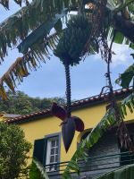 Bananenpflanze/Levada do Marocos/Madeira