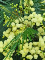 Mimosenbäume/Levada do Marocos/Madeira