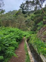 Levada do Marocos/Madeira