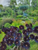 Blandy Garten (Quinta do Palheiro)/Madeira