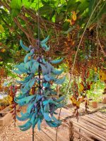 Orchideengarten/Quinta da Boa Vista/Madeira