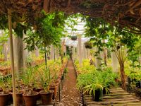 Orchideengarten/Quinta da Boa Vista/Madeira