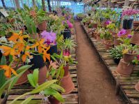 Orchideengarten/Quinta da Boa Vista/Madeira