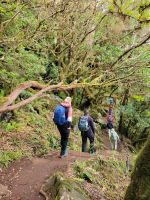 Wanderung Fanal/Madeira