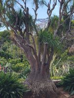 Botanischer Garten/Funchal/Madeira