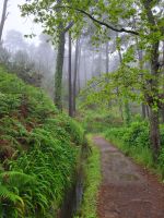 Levada da Serra do Faial/Madeira