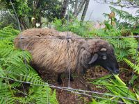 Levada da Serra do Faial/Madeira