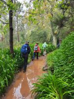 Levada da Serra do Faial/Madeira