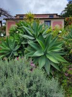 Park der Quinta Splendida/Madeira