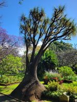 Jardim Municipal do Funchal/Madeira