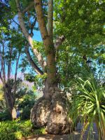 Jardim Municipal do Funchal/Madeira