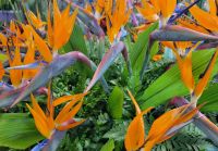 Strelitzie/Nationalblume Madeiras