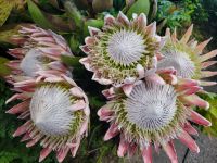 Protea/Madeira