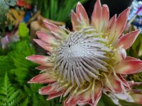 Protea/Madeira