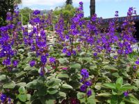 Funchal - Bongavilla