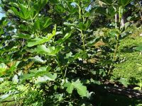 Funchal, Quinta Vigia - Feigenbaum