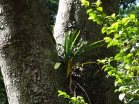 Monte, Tropischer Garten - Wunder der Natur