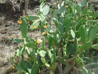 Kakteen auf Porto Santo