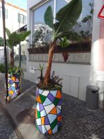 Camara de Lobos - Straßenfest und Natur