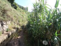 Levada Wanderung - Zuckerrohr