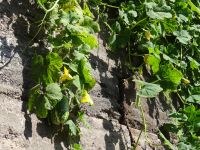 Levada Wanderung - Kürbis