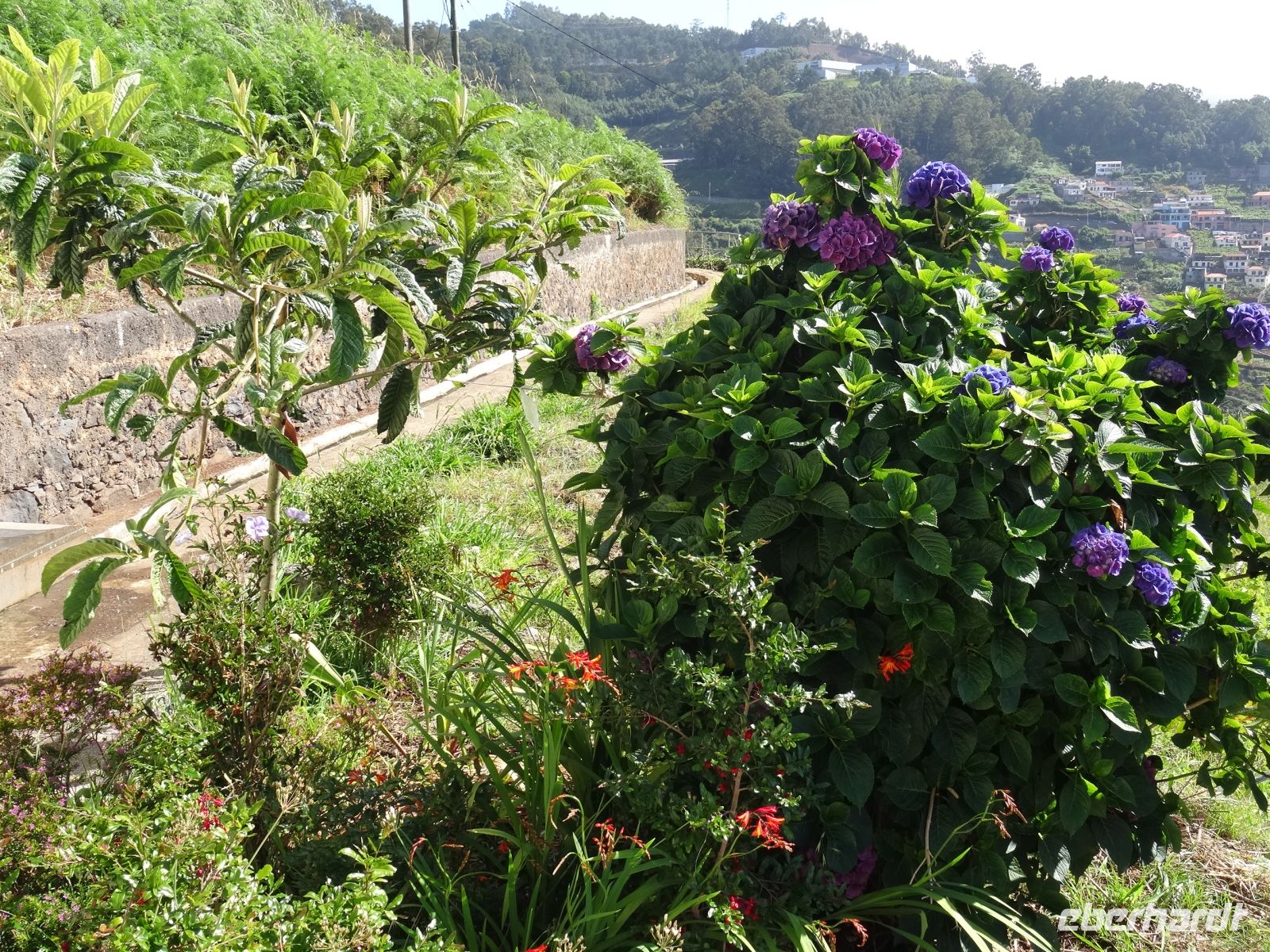 Levada Wanderung - Mispel + Hortensie