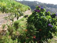 Levada Wanderung - Mispel + Hortensie