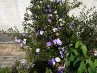 Levada Wanderung - Gestern, Heute und Morgen